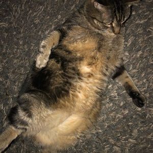 Meet your Posher, Taylor